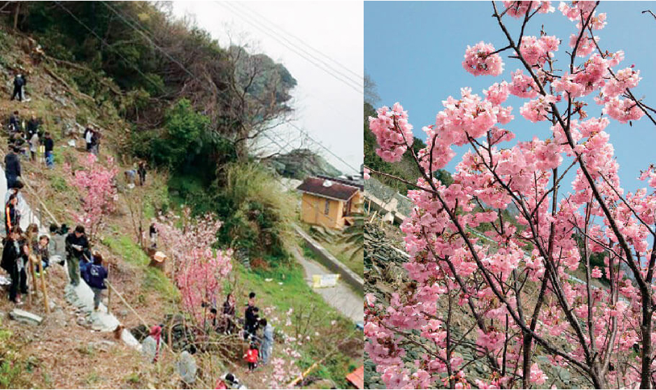 大漁桜の植樹